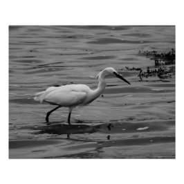 Póster Pequeno Egret Poster
