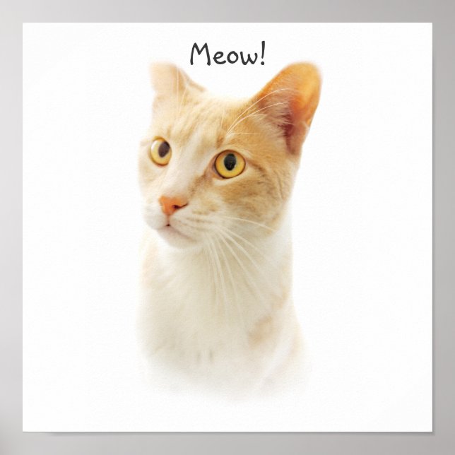 Poster Pequeno Gatinho Loiro Se perguntando (Frente)