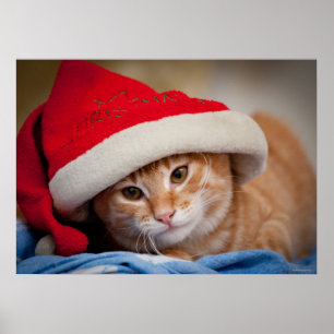 Poster Pequeno Gatinho no Chapéu Vermelho de Natal