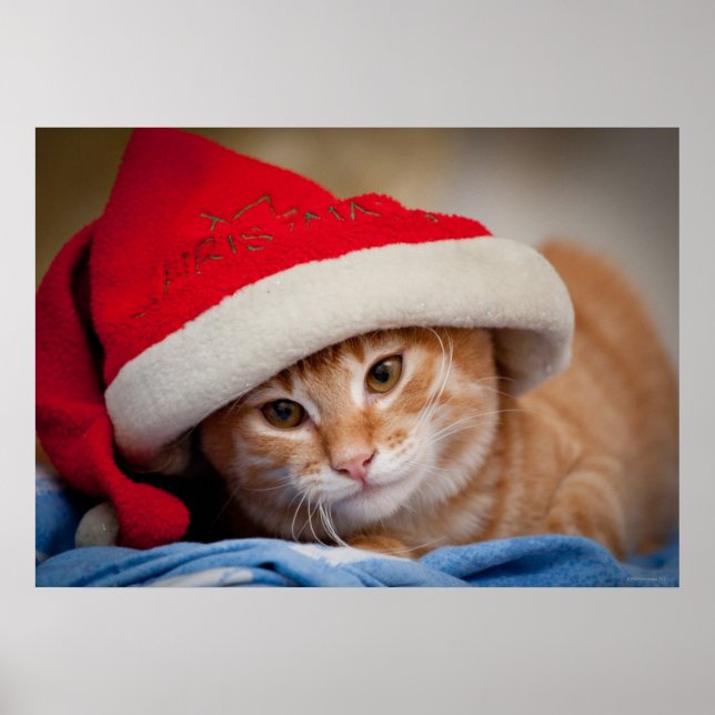 Poster Pequeno Gatinho no Chapéu Vermelho de Natal (Frente)