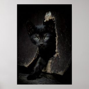Póster Pequeno Gatinho Preto
