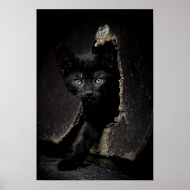 Póster Pequeno Gatinho Preto (Frente)