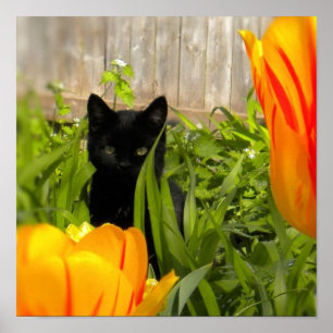 Poster Pequeno gatinho preto no jardim das Tulip
