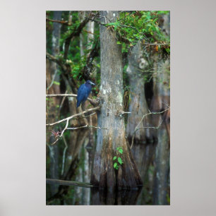 Póster Pequeno Herão Azul em Cypress Swamp