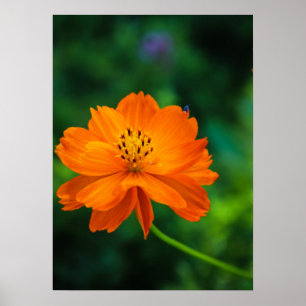 Poster Pequeno Inseto Azul