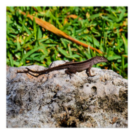 Póster Pequeno Lagarto À Luz Do Sol