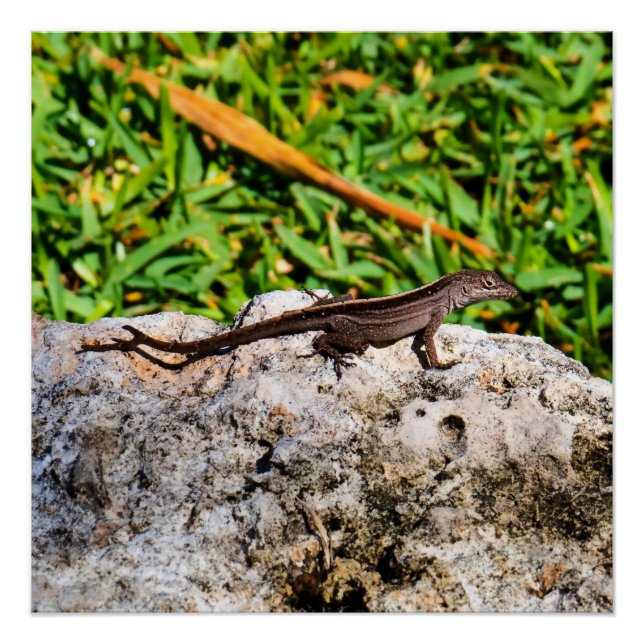 Póster Pequeno Lagarto À Luz Do Sol (Frente)