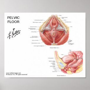 Poster pequeno - músculos pélvicos do assoalho d