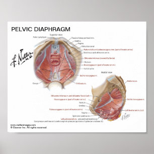 Poster pequeno - o diafragma pélvico do Netter
