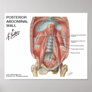 Poster pequeno - parede abdominal do Posterior do