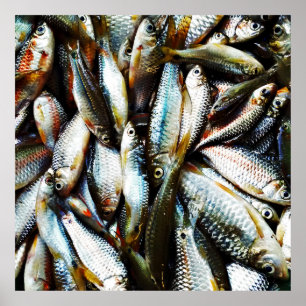 Poster Pequeno Peixe Branco