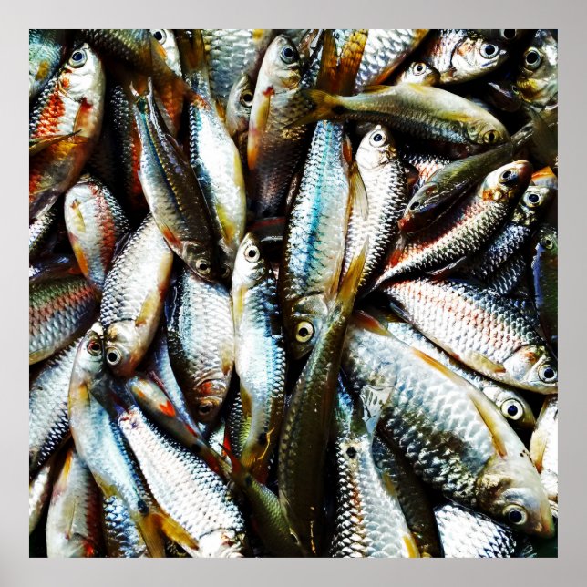 Poster Pequeno Peixe Branco (Frente)