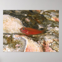 Pequeno Peixe Vermelho