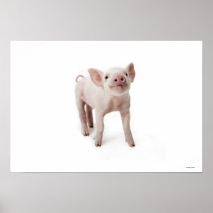 Poster Pequeno Piglet