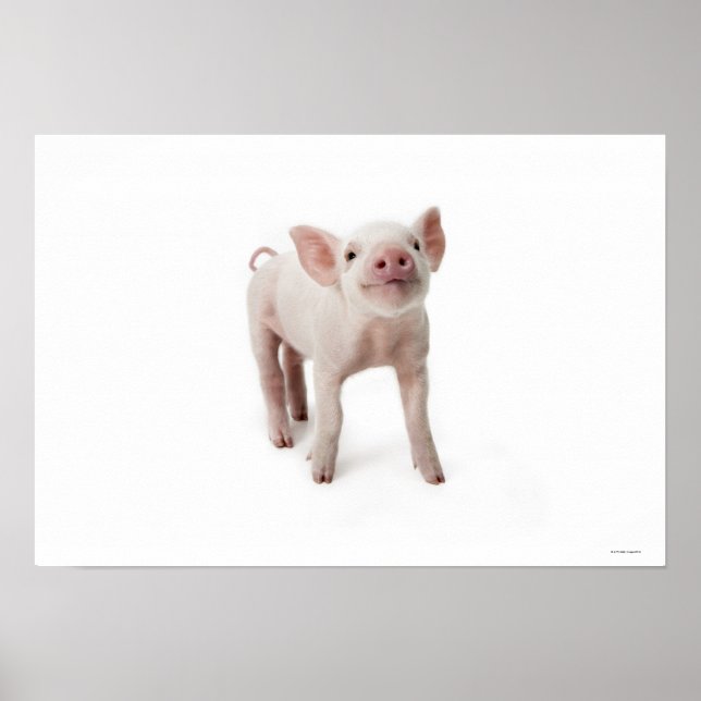 Poster Pequeno Piglet (Frente)
