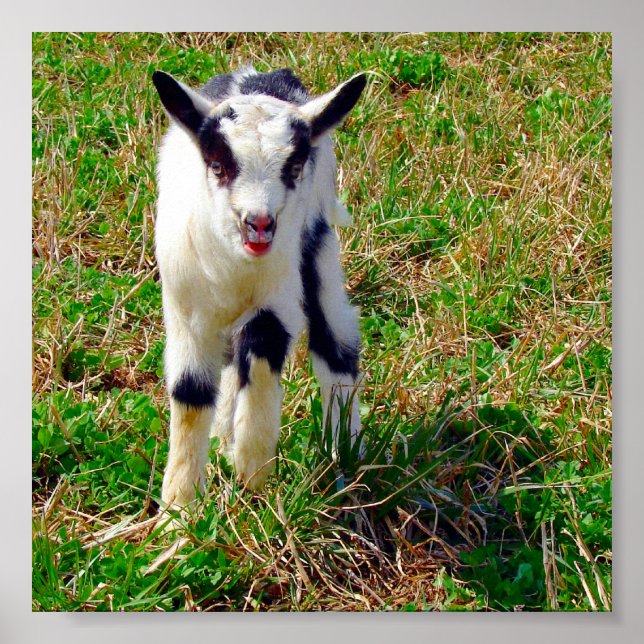 Póster Pequeno Ponto (Frente)