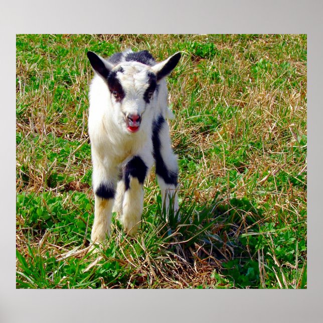 Póster Pequeno Ponto (Frente)