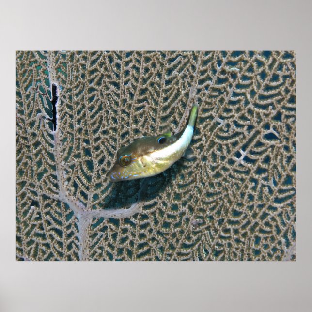 Poster Pequeno Puffer e Fan Coral (Frente)