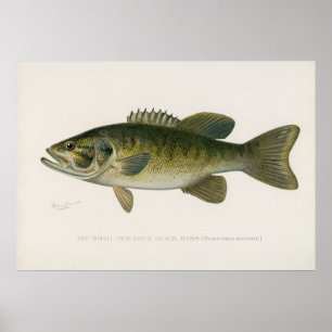 Poster Pequeno robalo negro pescado arte de vintage