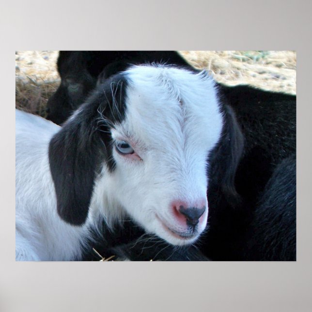 Póster Pequeno rosto infantil (Frente)