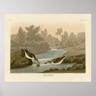 Poster Pequeno Sandpiper das Aves da América de Audubon