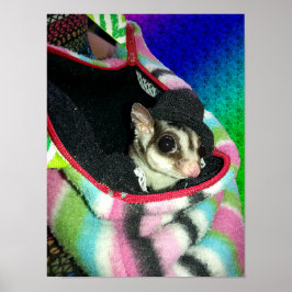 Póster Pequeno Sugar Glider Usando um Chapéu