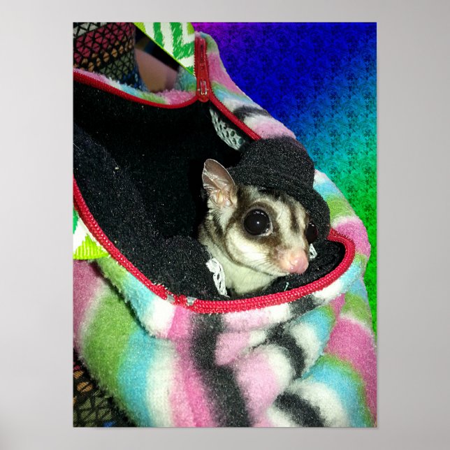 Póster Pequeno Sugar Glider Usando um Chapéu (Frente)