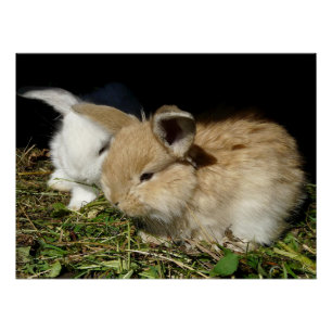 Póster Pequenos coelhos fofos bonitos