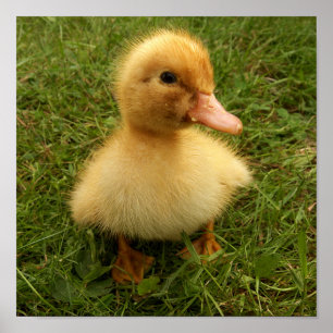 Poster pequenos pássaros engraçados