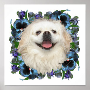 Poster Pequimês Branco com Pensées