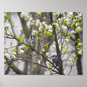 Poster Pera Azul-Jay em árvore de pera de flores