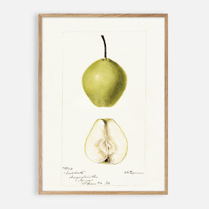 Poster Pera de aquarela pomológica, fruta de colheita