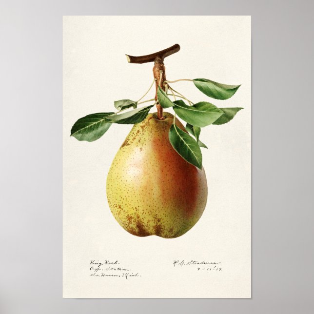 Poster Pera (Pyrus Communis) Fruta Moleração de Aquarelas (Frente)