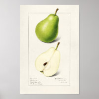 Pera (Pyrus Communis) Fruta Moleração de Aquarelas