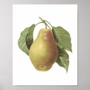 Póster pera (sp do Pyrus.) por Redouté