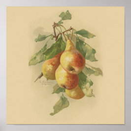Póster Peras de colheita