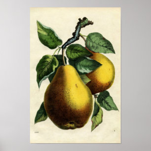Póster Peras douradas