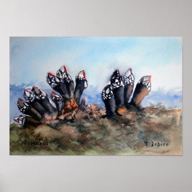 Póster Percebes/Barnáculos (Frente)