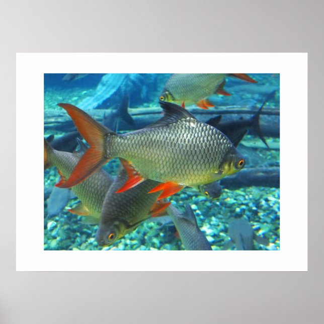 Poster Perch (Frente)