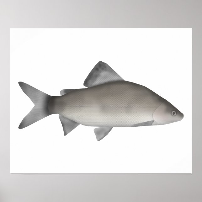 Poster Perch (Frente)