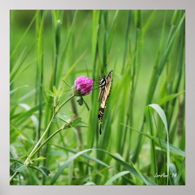 Poster Perch adequado (Frente)