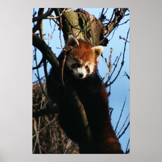 Póster Perch do panda vermelho (Frente)