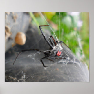 Póster Perda de Viúva