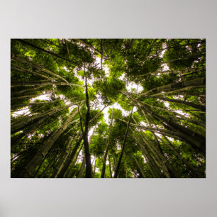 Póster Perdido No Bambu