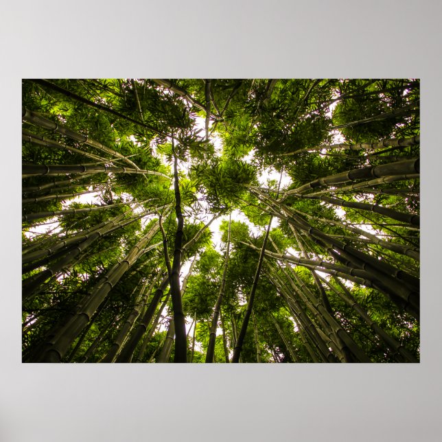 Póster Perdido No Bambu (Frente)