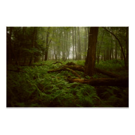 Póster Perdidos na floresta