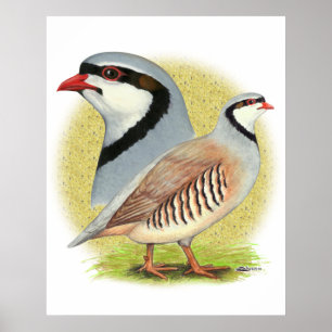 Poster Perdiz de Chukar combinado