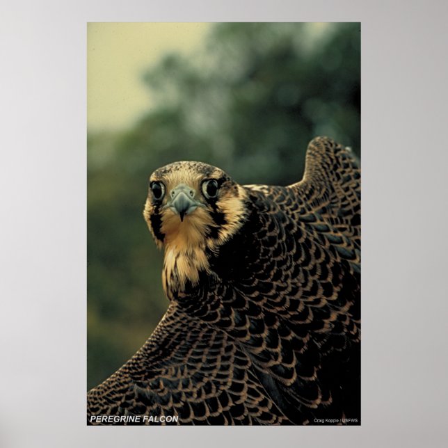 Póster Peregrine Falcon (Frente)