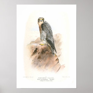 Póster Peregrine Falcon