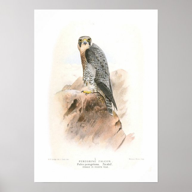 Póster Peregrine Falcon (Frente)